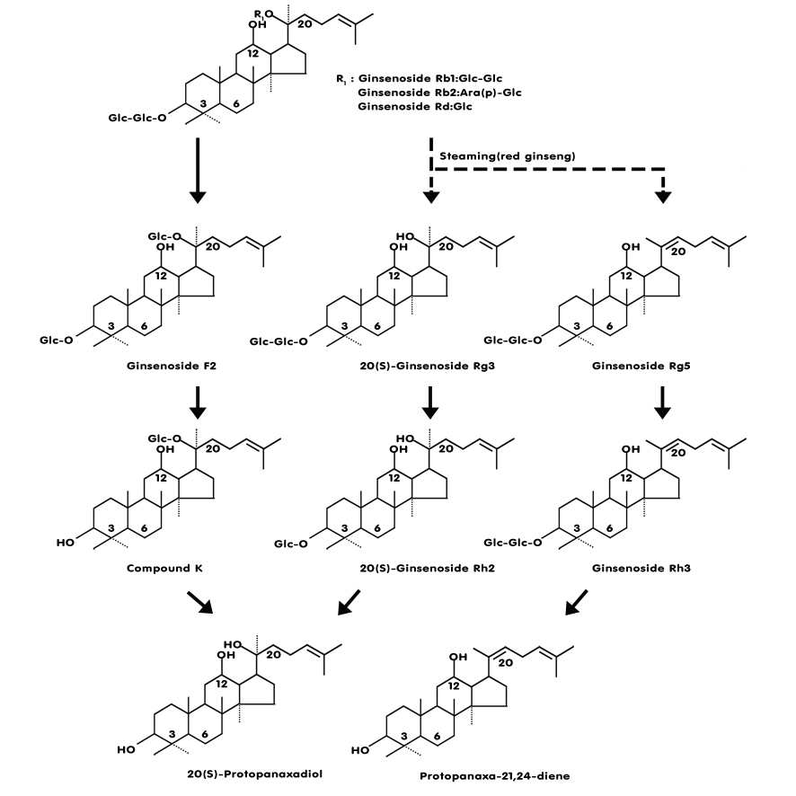 Metabolic pathway of protopanaxadiol ginsenoside from white and red ginsengs by human intestinal microflora.