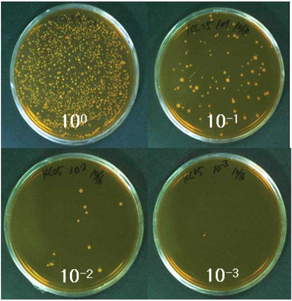 Screening of lactic acid bacteria in Kimchi using MRS media according to dilution concentration.