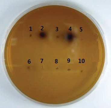 Formation of black complex using lactic acid producing bacteria isolated from Kimchi on the esculin agar plate.