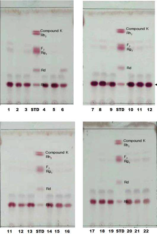 TLC chromatogram without any conversion of ginsenoside-Rb1 by lactic acid producing bacteria strains.