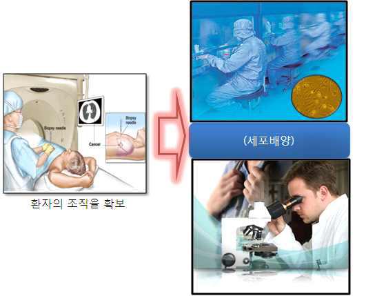 In-Vitro System을 이용한 Primary Cell 배양 방법