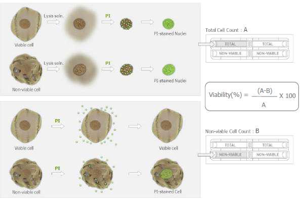 PI를 이용한 Cell Count 원리