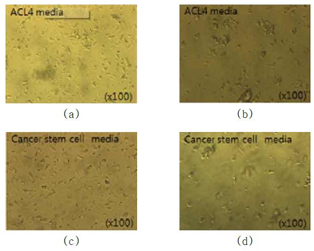 Case #7에서 Primary Tumor Cell 성장 관찰