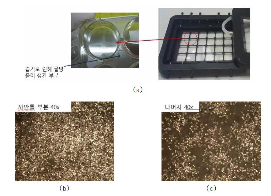 배양 세포 이미지