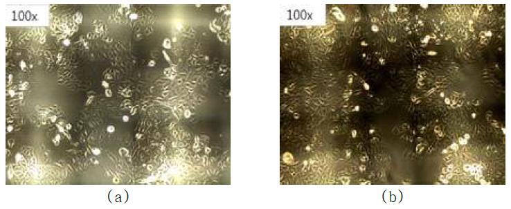 배양 세포 이미지 관찰