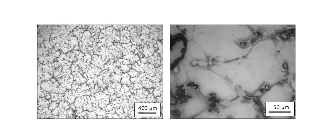 결정립 미세화 원소를 첨가하지 않은 AZ31 광학현미경 관찰 결과