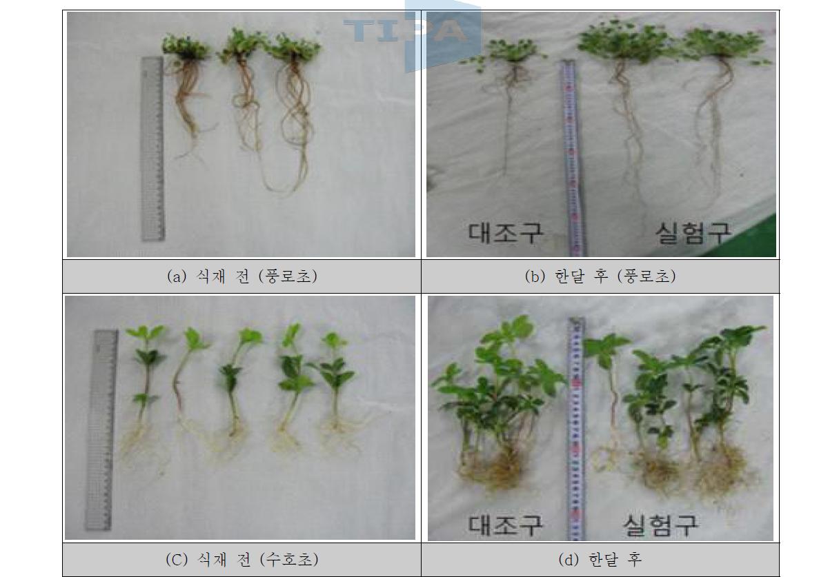 식물 성장률 측정 사진