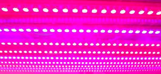 Red-Blue 혼합광 LED 패널 사진