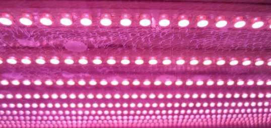 Pink 혼합광 LED 패널 사진