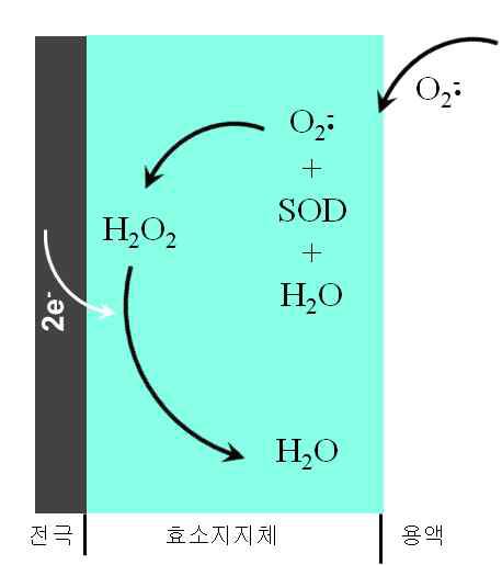 3전극 칩을 이용하여 활성산소를 측정하는 원리