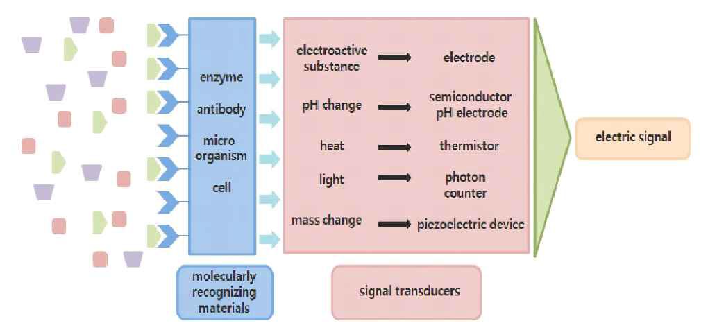 바이오센서 구성도