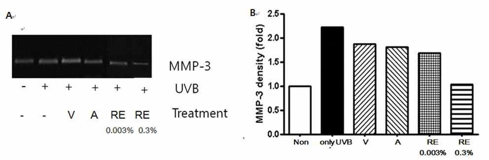 A)Effect of ginsenoside Re on UVB-induced amplification MMP-3 expression. B) MMP-3 density (non group=1 fold) V; vehicle, A; adenosine 0.04%