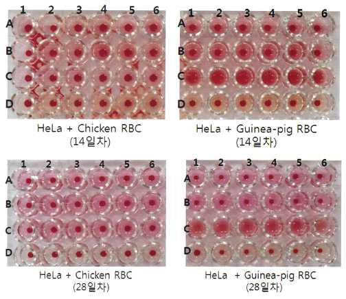 HeLa 세포에서 혈구응집반응 (28일째)
