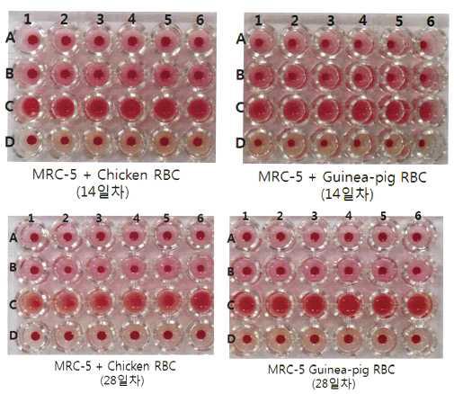 MRC-5 세포에서 혈구응집반응 (28일째)