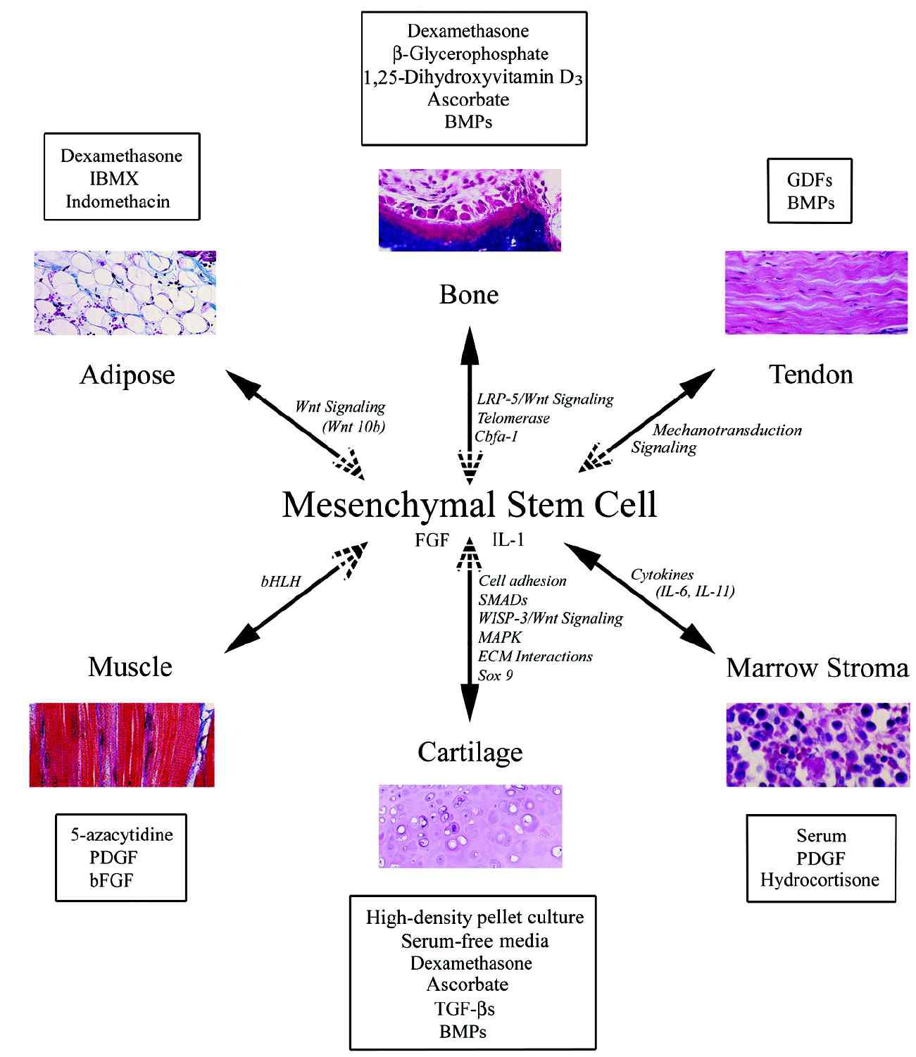 간엽줄기세포의 다분화성