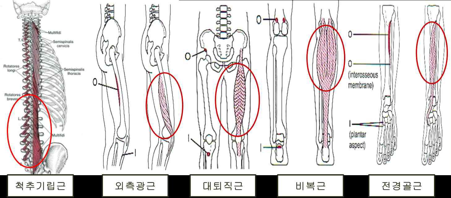 실험에 사용된 근육 측정 명칭 및 위치