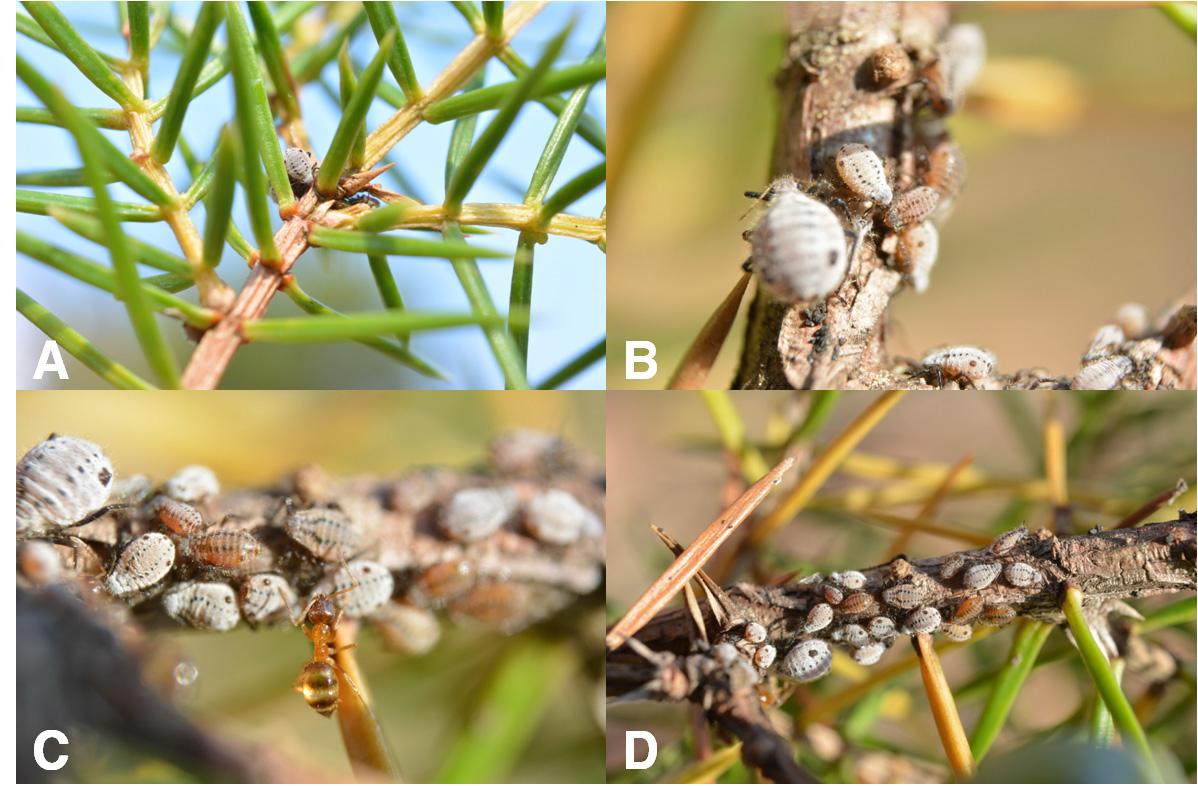 Cinara piceae (Panzer, 1801). 숙주식물인 노간주나무에서의 섭식 사진들(A, B, C & D)