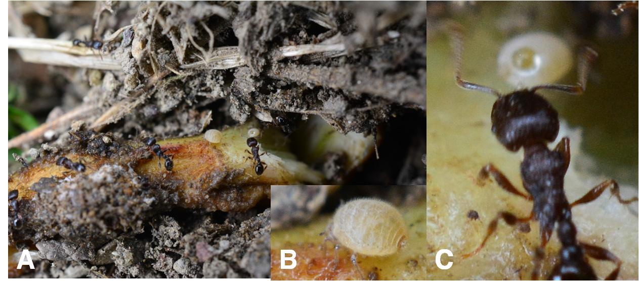 Smynthurodes betae Westwood, 1849. 숙주식물인 개망초 뿌리에서의 섭식 사진들(A, B & C)