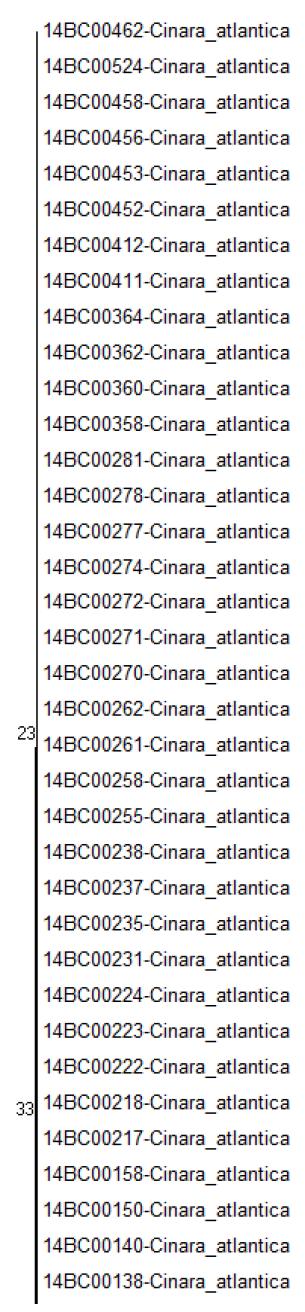 COI NJ tree Bootstrap 2000 (1/4)