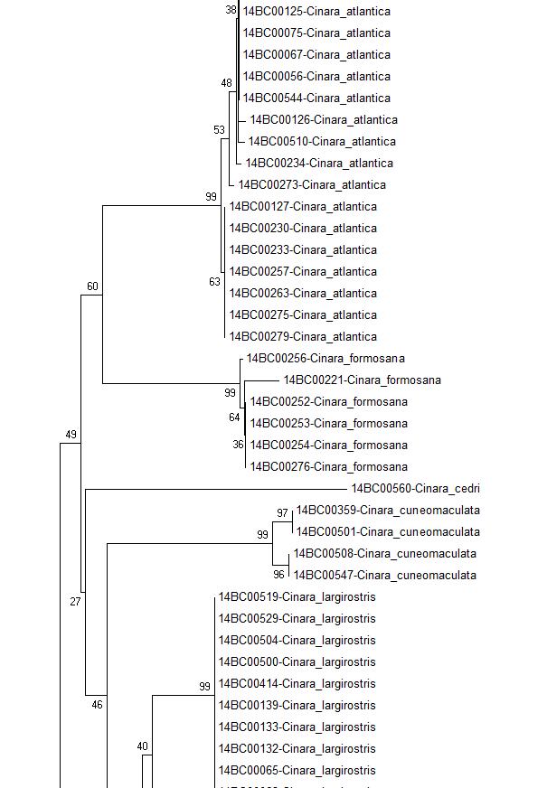 COI NJ tree Bootstrap 2000 (2/4)