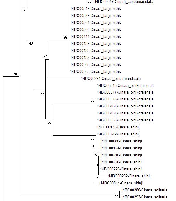 COI NJ tree Bootstrap 2000 (3/4)