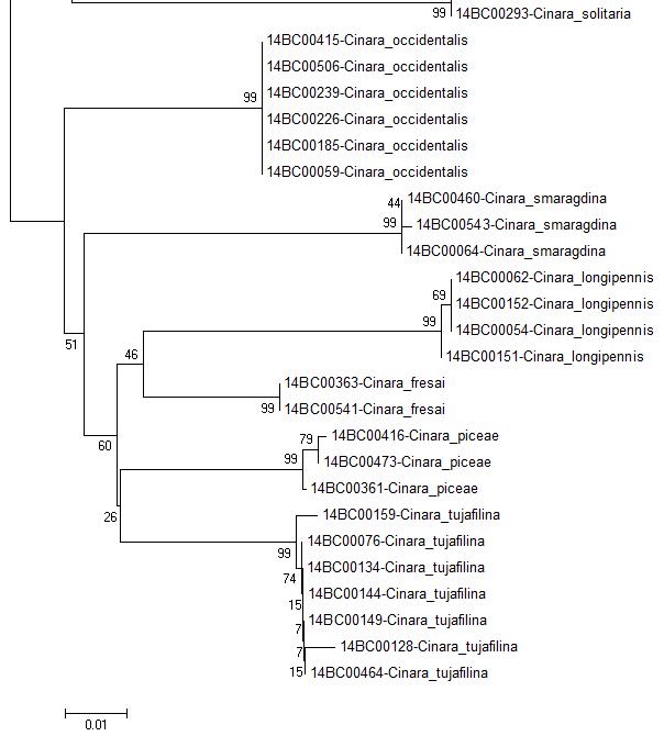 COI NJ tree Bootstrap 2000 (4/4)