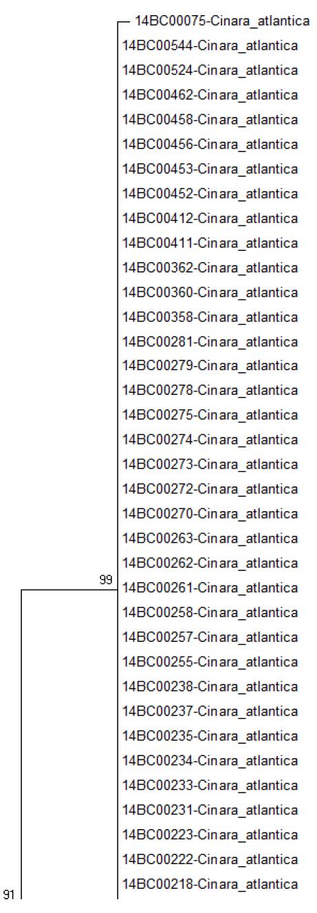 COII NJ tree Bootstrap 2000 (1/3)