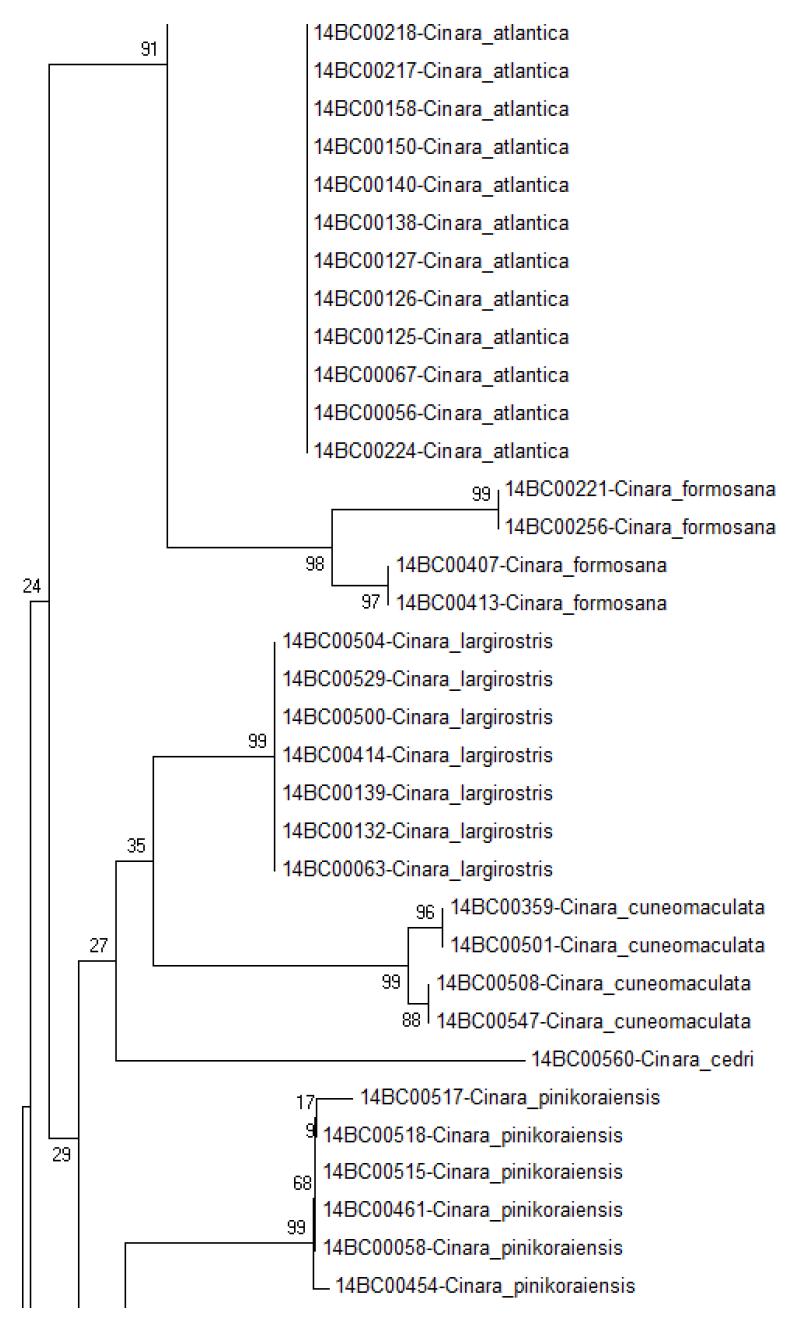 COII NJ tree Bootstrap 2000 (2/3)