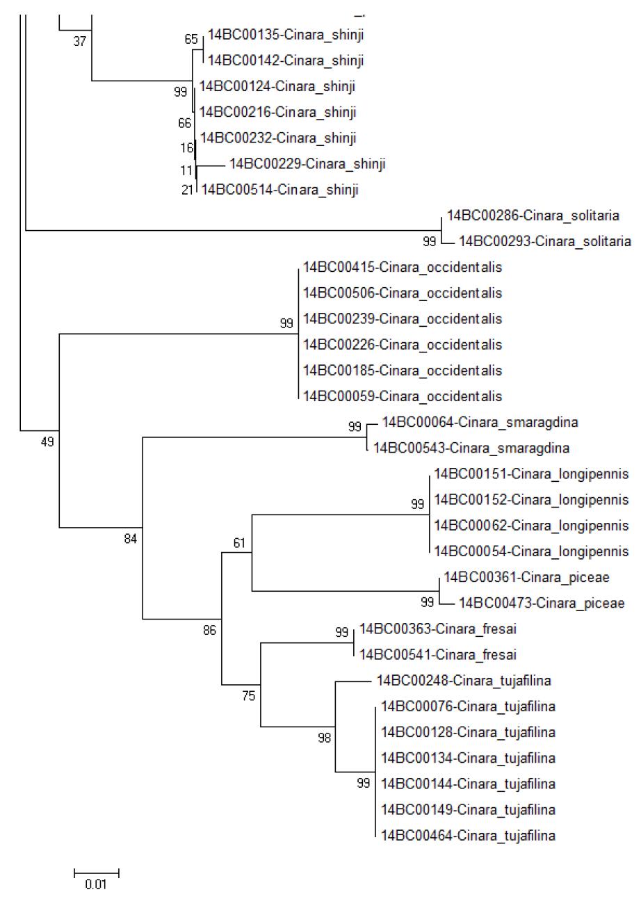 COII NJ tree Bootstrap 2000 (3/3)