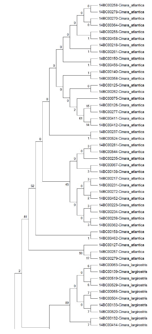 dnaB NJ tree Bootstrap 2000 (1/2)