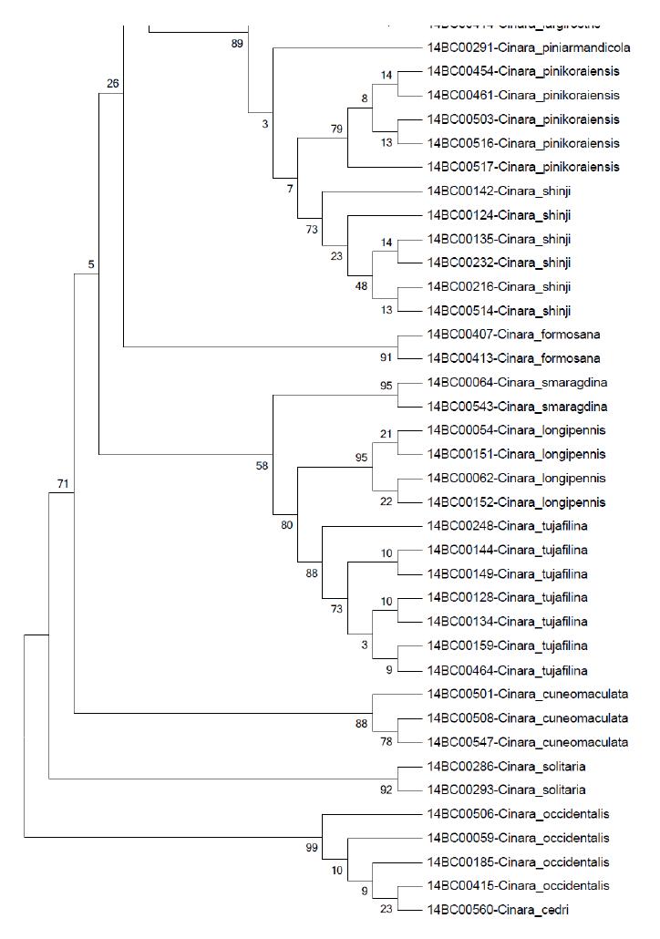 dnaB NJ tree Bootstrap 2000 (2/2)