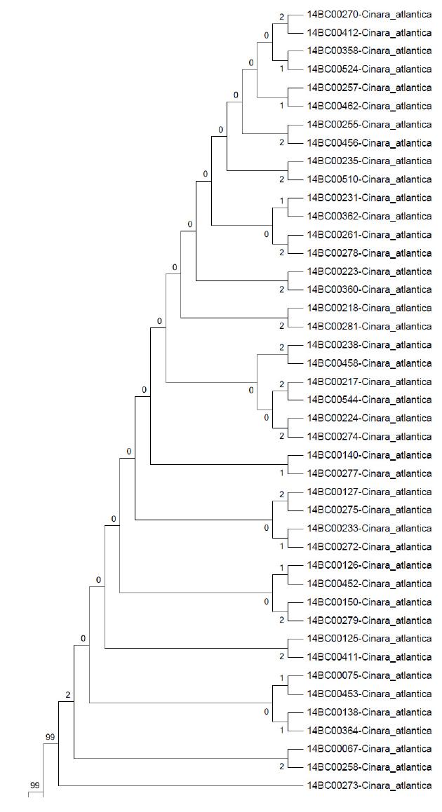 EF-1ɑ NJ tree Bootstrap 2000 (1/2)