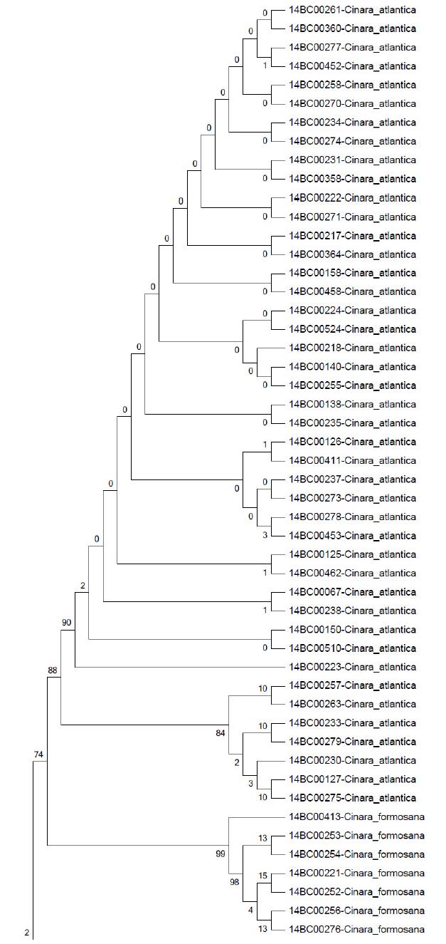 ilvD NJ tree Bootstrap 2000 (1/2)