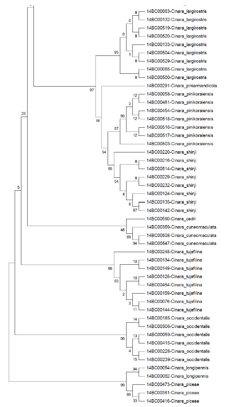 ilvD NJ tree Bootstrap 2000 (2/2)