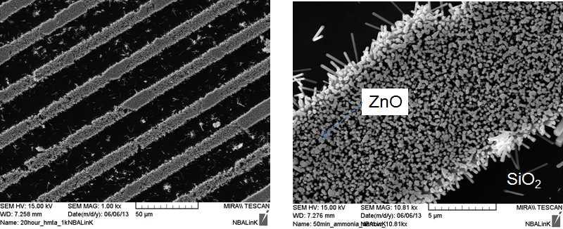 기판에 패턴된 ZnO 박막위에 성장된 ZnO 나노선의 주사 전자현미경 사진