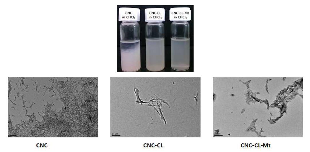 개질된 CNC의 CHCl3 에서의 분산성 및 TEM 이미지.