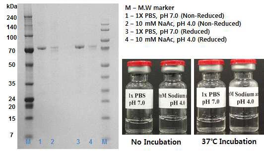 SDS-PAGE analysis and Visual appearance for Protease assay.