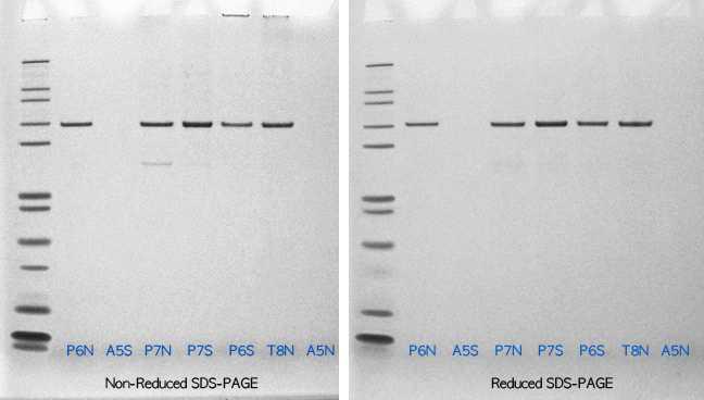 SDS-PAGE analysis of samples from the preformulation characterization.