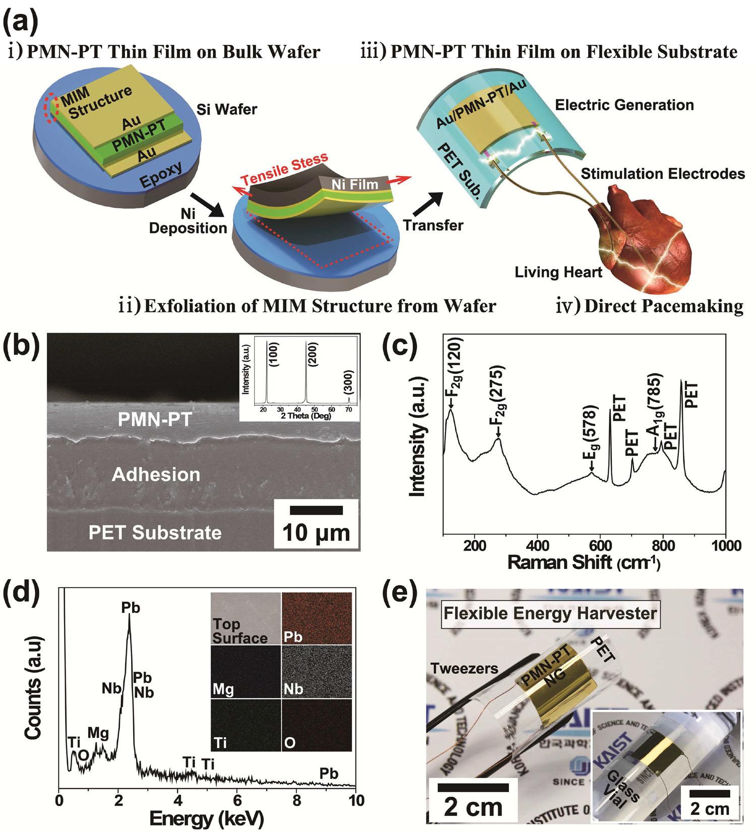 (a) Schematic illustration of the fabrication process and biomedical application of fl exible PMN-PT piezoelectric energy harvester. (b) Cross-sectional SEM image of the PMN-PT thin fi lm on a PET substrate. The inset shows an XRD pattern of PMN-PT thin fi lm. (c) Raman spectrum obtained from PMN-PT thin fi lm. The indexed sharp spectra agrees well with the typical feature of perovskite PMN-PT. (d) EDS curve analyzed from the top surface of PMN-PT thin fi lm. The insets show the EDS elemental mapping result. (e) Photograph of fl exible PMN-PT thin fi lm energy harvester on a PET substrate. The inset presents that the NG device provides conformal contact on curvilinear surface of glass vial.