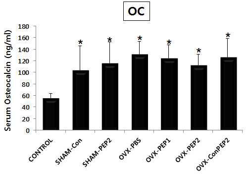 골다공증 마우스에서의 C3펩타이드 처리직전 혈중 osteocalcin농도