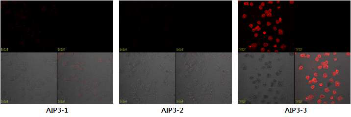 AIP 펩타이드의 세포투과능