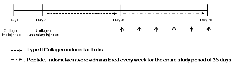 관절염 유발 및 시험물질 투여 스케줄