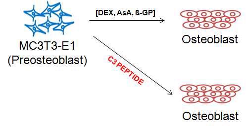 전조골세포를 이용한 펩타이드의 골재생 유도 실험 개요