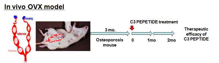 난소절제를 통한 골다공증마우스를 이용한 C3 펩타이드의 골재생 유도 실험
