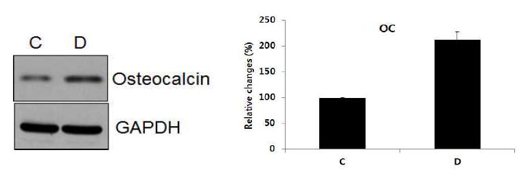 분화유도배양액으로 분화유도한 전조골세포의 골세포로의 분화 및 osteocalcin 발현조사