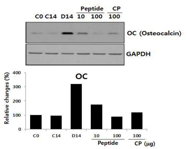 C3펩타이드 처리에 따른 전조골세포의 osteocalcin발현 및 골세포로의 분화능 조사