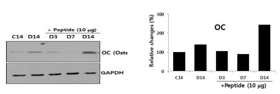 전조골세포의 뼈로의 분화 (C: Control cell, D: Differentiated cell)