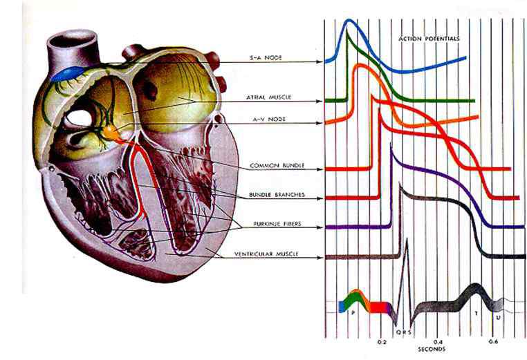심장의 흥분 전도계