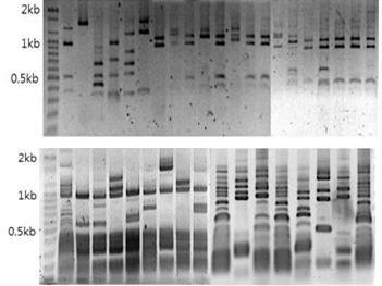제한효소 Sau3A1을 이용한 16s rDNA 유전자 단편화 양상.