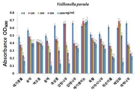 13종 효능 식물의 Veillonella pavula 에 대한 MIC 시험 결과.